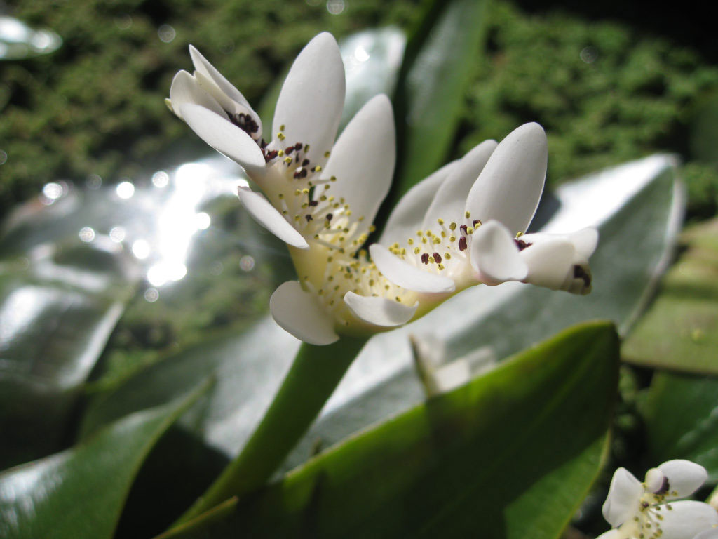 waterblommetjie flower